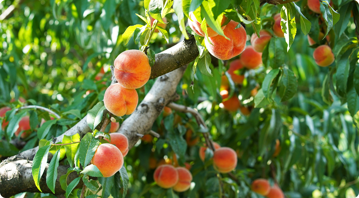 Rama de albaricoques en el árbol