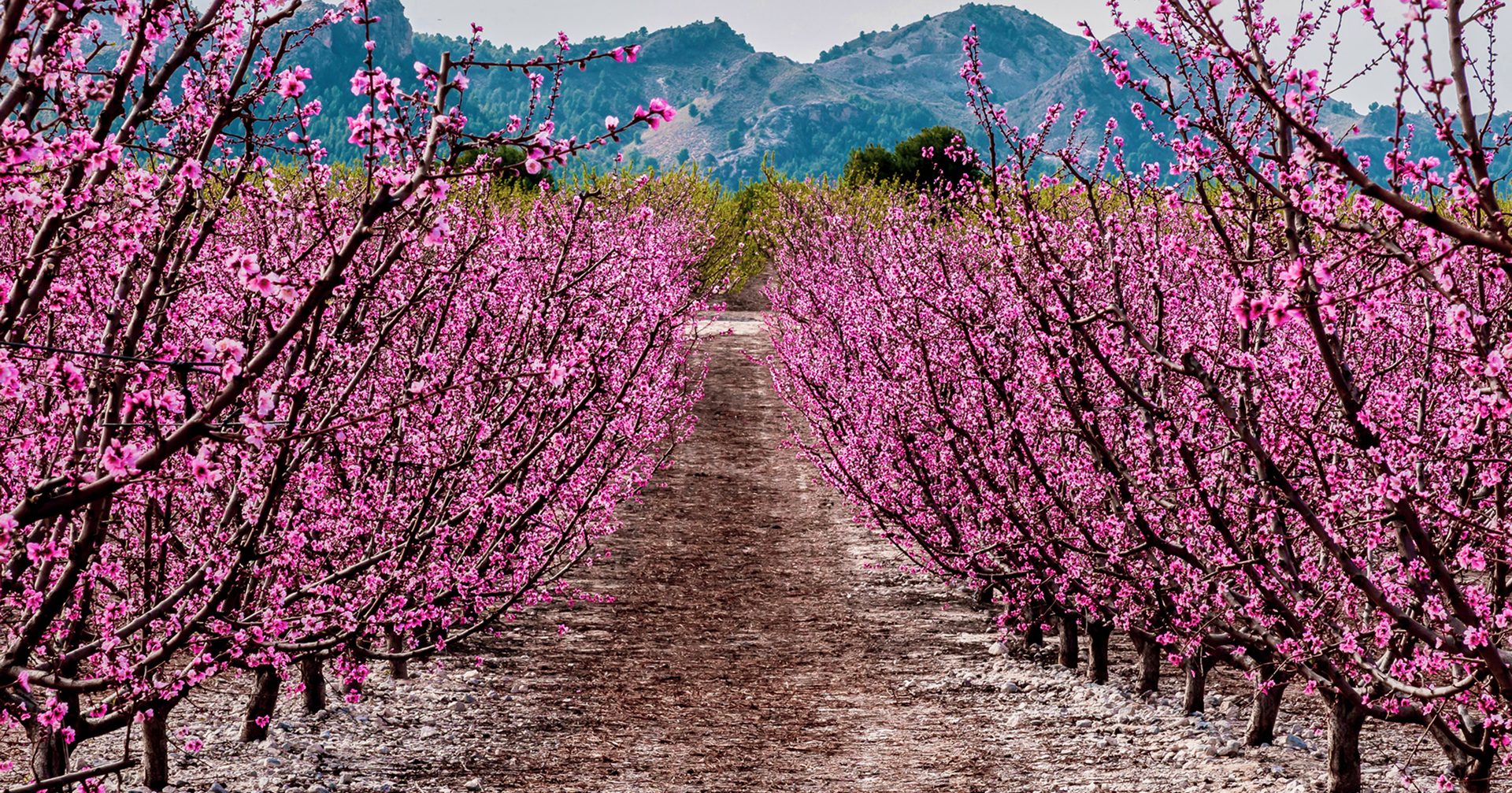 Campo de cerezos en flor en Mula, Murcia