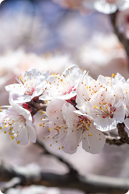 Flor de cerezo en primavera