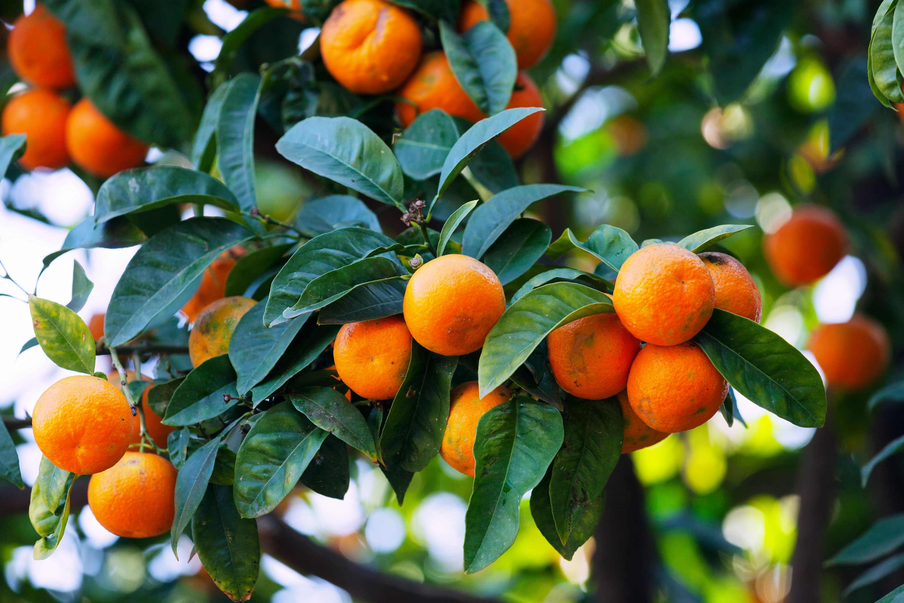 Naranjas en el árbol, campo de Murcia