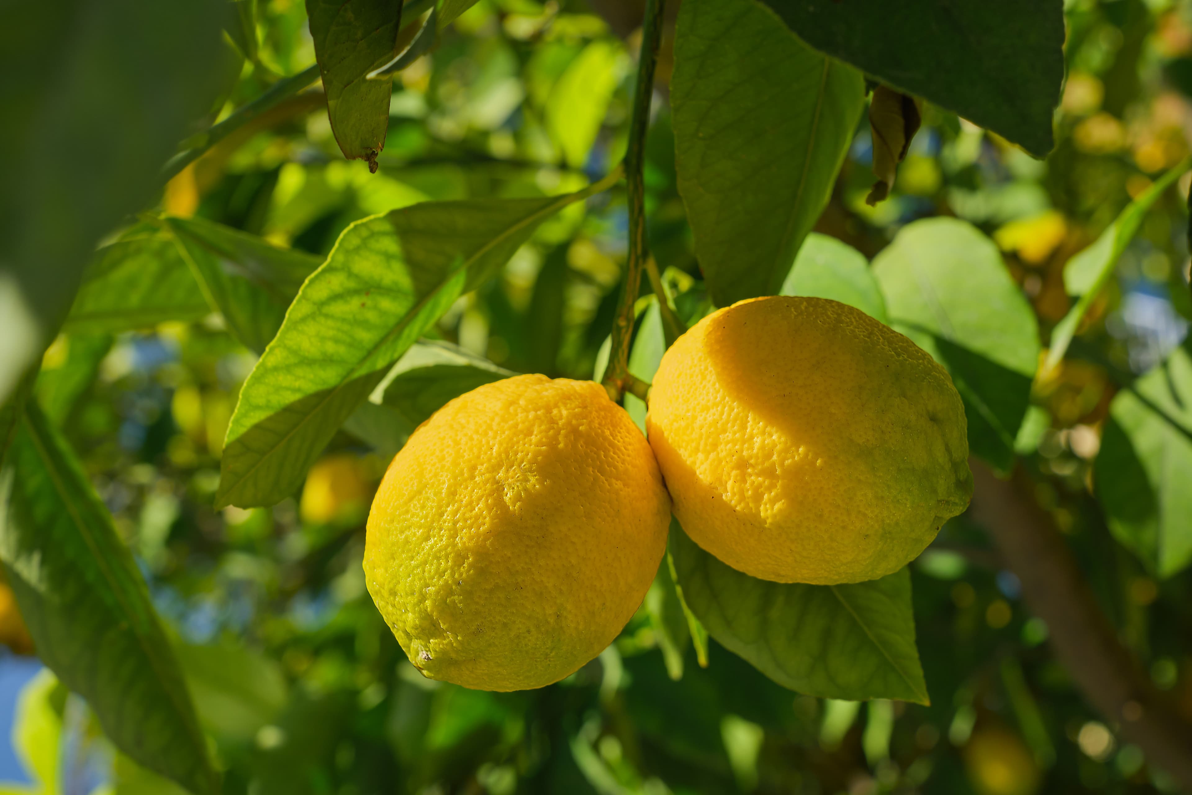 Limones en el árbol, campo de Murcia